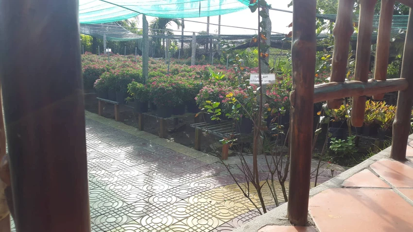 Checkin làng hoa Sa Đéc trước giờ trăm hoa đua nở ảnh 8 Checkin làng hoa Sa Đéc trước giờ trăm hoa đua nở ảnh 8