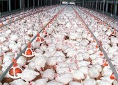 Gà giá rẻ hơn rau, cá đầy ao: Nông dân khóc ròng, doanh nghiệp lỗ nặng 