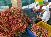Bắc Giang, Hải Dương cung ứng được bao nhiêu thực phẩm cho Hà Nội và các tỉnh?