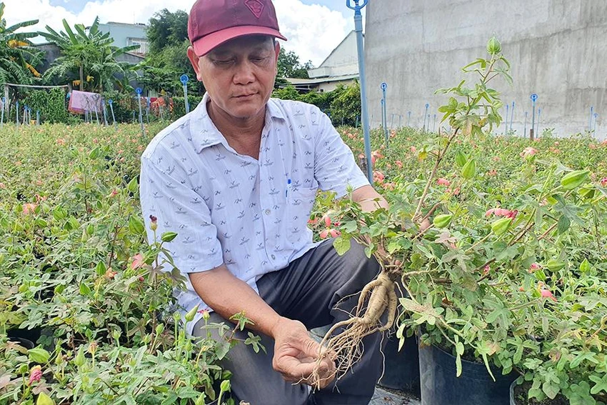 Ông Tâm bên vườn sâm “tiến vua” bạc tỉ của mình. Ảnh: HT