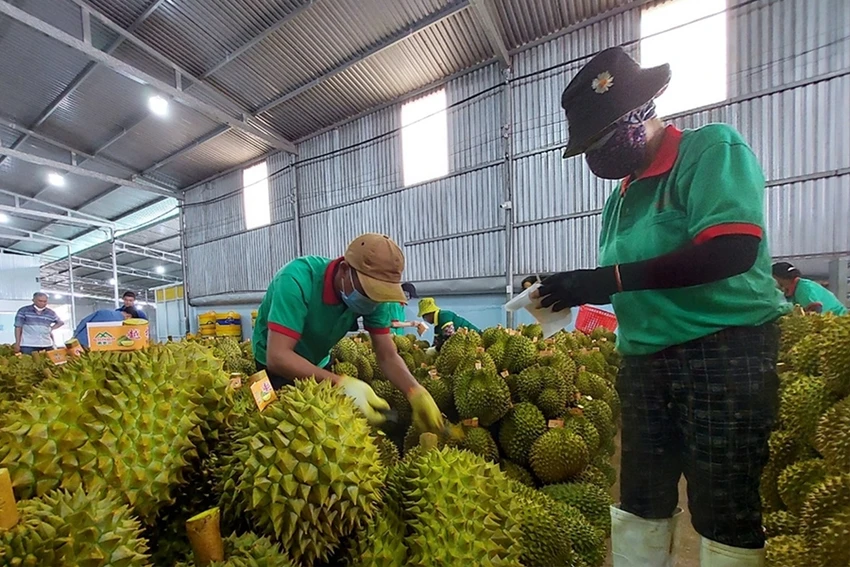 Một doanh nghiệp chuẩn bị cho việc xuất khẩu sầu riêng tươi sang Trung Quốc. Ảnh: TÙNG ĐINH