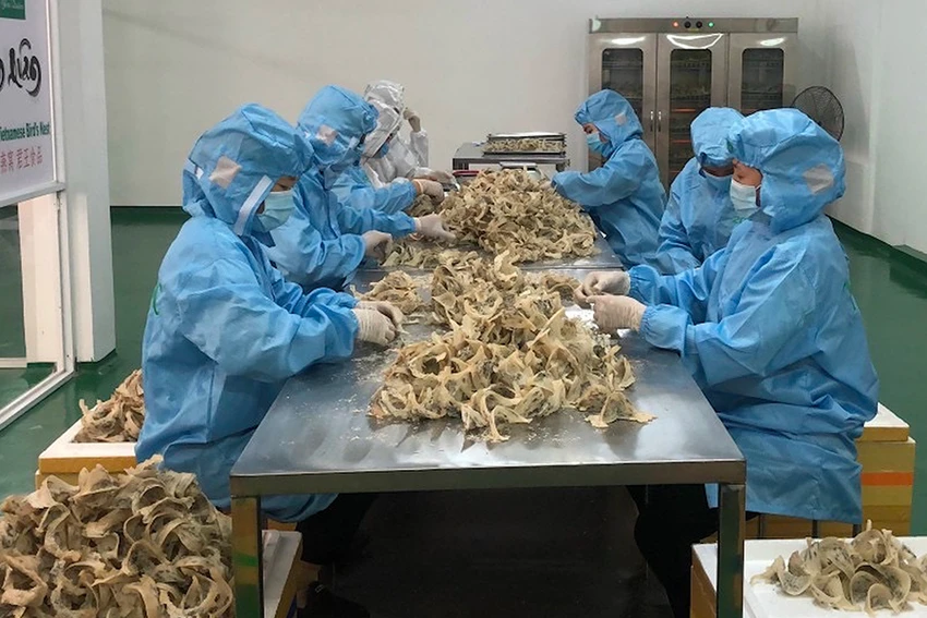 Tổ yến là một trong những sản phẩm phục vụ xuất khẩu có lợi thế nhất trong các sản phẩm của ngành chăn nuôi. Ảnh: QH Tổ yến là một trong những sản phẩm phục vụ xuất khẩu có lợi thế nhất trong các sản phẩm của ngành chăn nuôi. Ảnh: QH