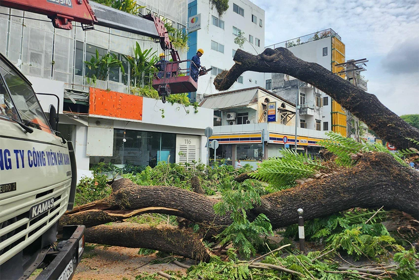 Hiện trường vụ cây xanh bật gốc ở Trường THCS Trần Văn Ơn. Ảnh: NGUYỄN QUYÊN Hiện trường vụ cây xanh bật gốc ở Trường THCS Trần Văn Ơn. Ảnh: NGUYỄN QUYÊN
