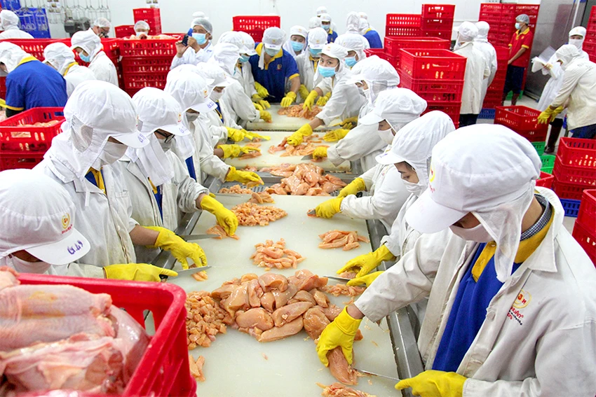 Thịt gà hiện có giá bán rẻ hơn giá thành khiến nhiều doanh nghiệp gặp khó và đang kiến nghị ngành chức năng tìm cách tháo gỡ. Ảnh HOÀNG GIANG Thịt gà hiện có giá bán rẻ hơn giá thành khiến nhiều doanh nghiệp gặp khó và đang kiến nghị ngành chức năng tìm cách tháo gỡ. Ảnh HOÀNG GIANG