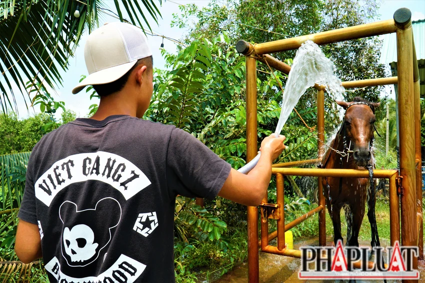 Ngựa được vệ sinh và tắm rửa hàng ngày. Ngựa được vệ sinh và tắm rửa hàng ngày.