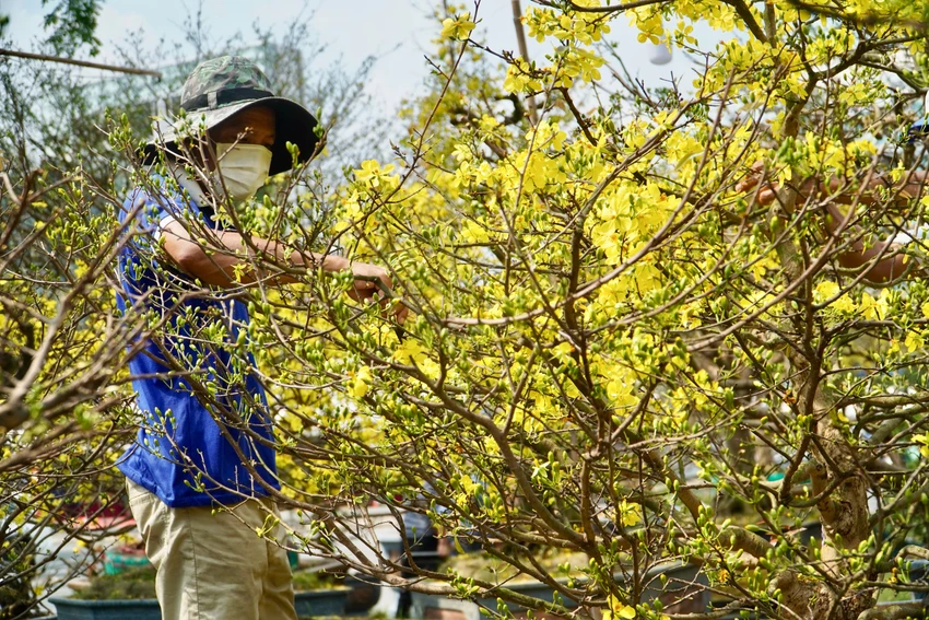 Dù đã đưa xuống chợ hoa nhưng công đoạn chăm sóc, tỉa cành, tỉa nụ vẫn được các nhà vườn tiếp tục tiến hành để cây mai được đẹp nhất. Ảnh: BẢO PHƯƠNG Dù đã đưa xuống chợ hoa nhưng công đoạn chăm sóc, tỉa cành, tỉa nụ vẫn được các nhà vườn tiếp tục tiến hành để cây mai được đẹp nhất. Ảnh: BẢO PHƯƠNG