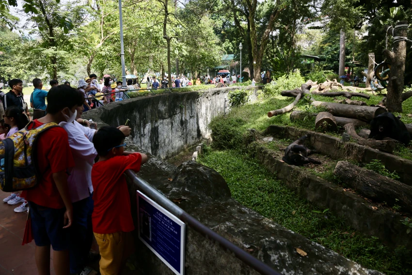 Nhiều người thích thú ngắm cặp đôi gấu đang nằm phơi nắng. Ảnh: BẢO PHƯƠNG Nhiều người thích thú ngắm cặp đôi gấu đang nằm phơi nắng. Ảnh: BẢO PHƯƠNG