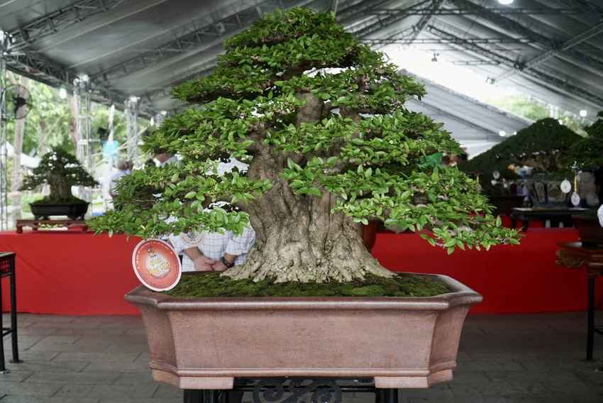 hoi-thi-trien-lam-sinh-vat-canh-7.JPG hội thi triển lãm sinh vật cảnh