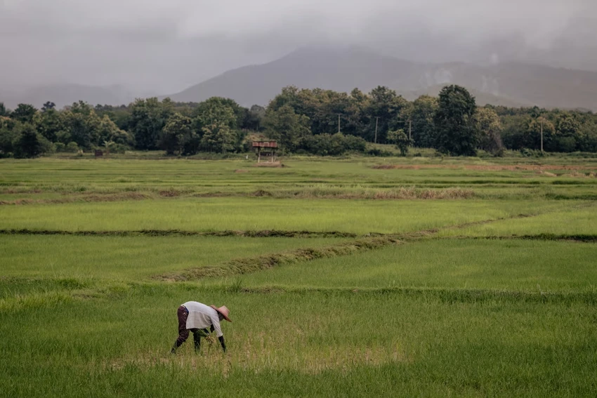 Hiện tượng El Nino khiến thị trường nông sản thế giới lao đao