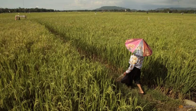 Tổng thống Indonesia yêu cầu quân đội hỗ trợ nông dân trồng lúa
