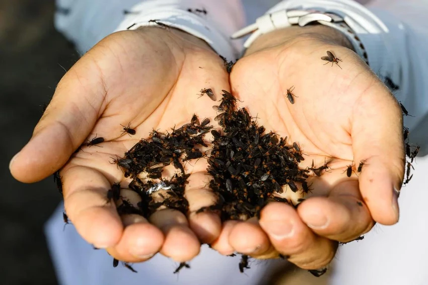 Hàn Quốc đau đầu tìm cách đối phó bọ tình yêu