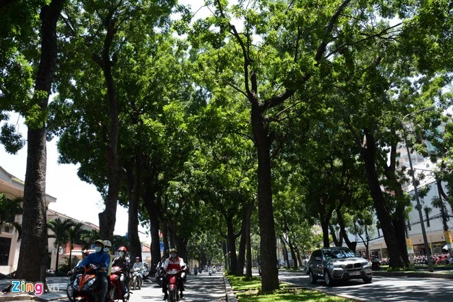 Yêu Sài Gòn có những hàng cây trăm tuổi ảnh 1 Yêu Sài Gòn có những hàng cây trăm tuổi ảnh 1