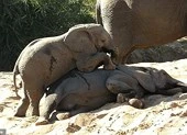Đáng yêu xem voi con tìm cách đánh thức voi anh đang ngái ngủ