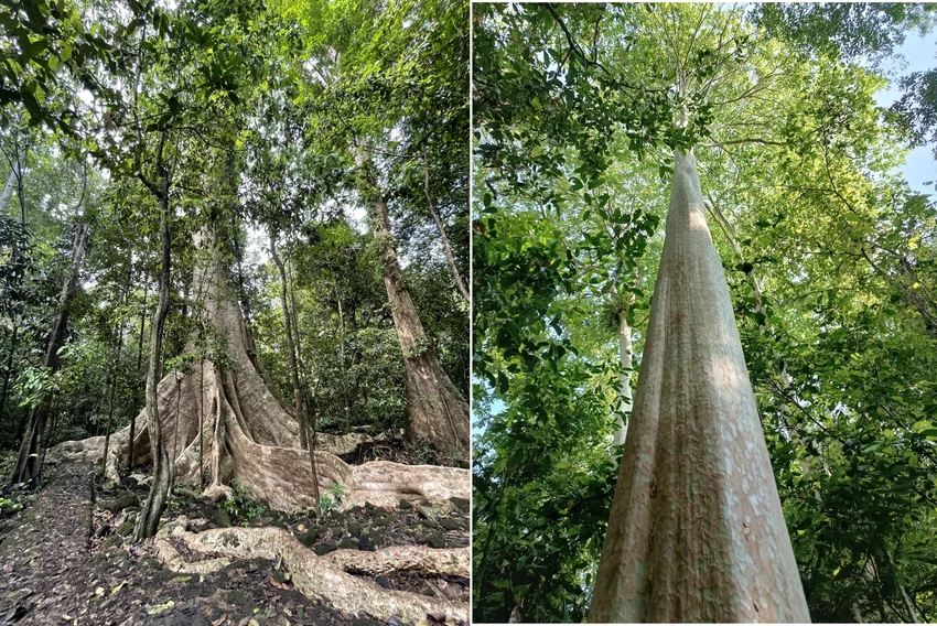 Những cây đại thụ, cổ thụ trên đường đi bộ vào Bàu Sấu. Những cây đại thụ, cổ thụ trên đường đi bộ vào Bàu Sấu.