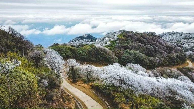 Tuyết trắng xóa trên ngọn cây tại Sapa. Ảnh: Thetravel. Tuyết trắng xóa trên ngọn cây tại Sapa. Ảnh: Thetravel.