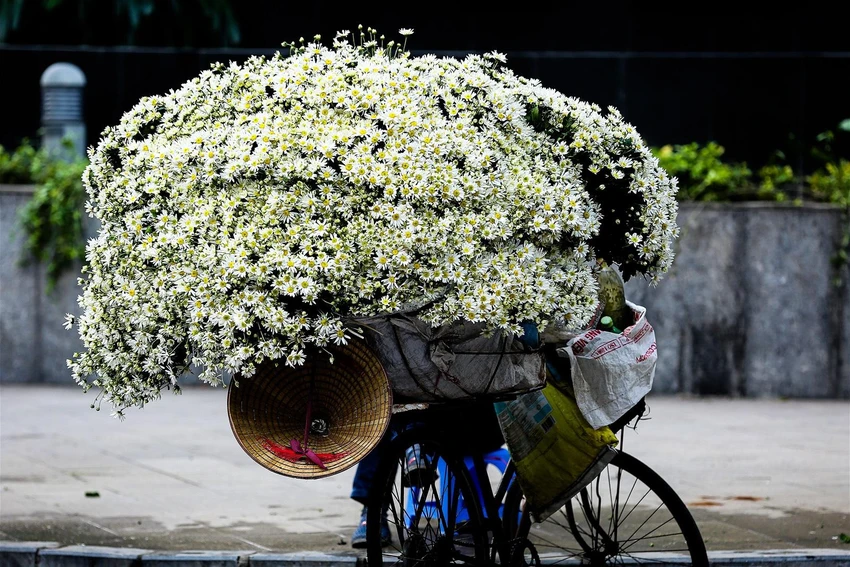 Cúc họa mi tràn vào các cung đường của phố phường Hà Nội. Cúc họa mi tràn vào các cung đường của phố phường Hà Nội.
