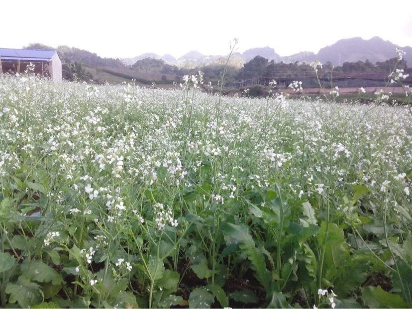 Vườn cải trắng ôm trọn những ngôi nhà của người dân. Ảnh: HOÀI AN. Vườn cải trắng ôm trọn những ngôi nhà của người dân. Ảnh: HOÀI AN.