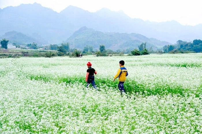 Đồi hoa cải bao la, xa ngút tầm mắt. Ảnh: HOÀI AN. Đồi hoa cải bao la, xa ngút tầm mắt. Ảnh: HOÀI AN.