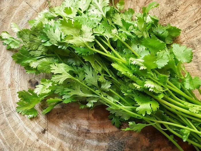 Y học cổ truyền từ lâu đã sử dụng các bộ phận của cây rau mùi để giảm đau và viêm nhiễm. Ảnh: PHƯƠNG LÊ.
