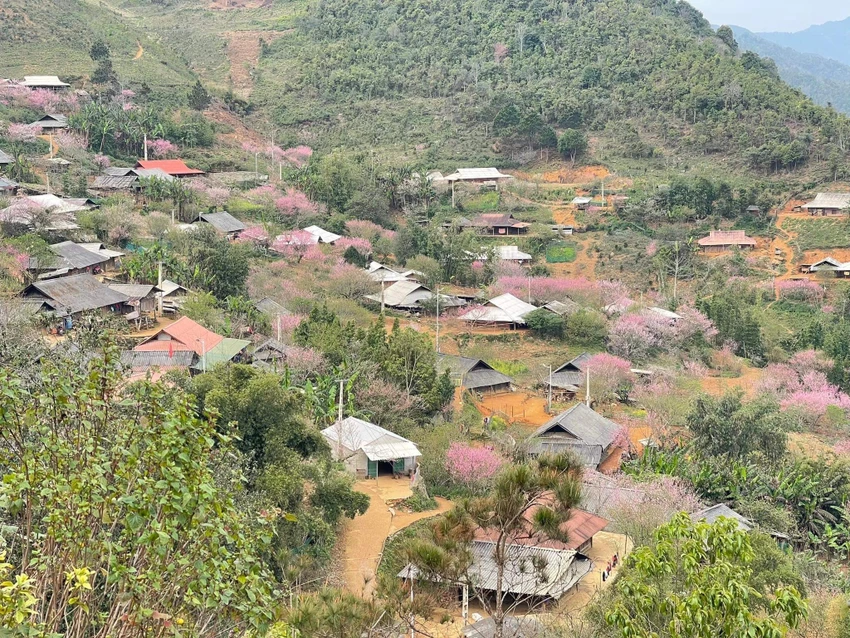 Mùa này lên Tà Xùa không chỉ có mây mà hoa đào cũng đua nhau khoe sắc rất đẹp. Ảnh: KIỀU THÚY. Mùa này lên Tà Xùa không chỉ có mây mà hoa đào cũng đua nhau khoe sắc rất đẹp. Ảnh: KIỀU THÚY.