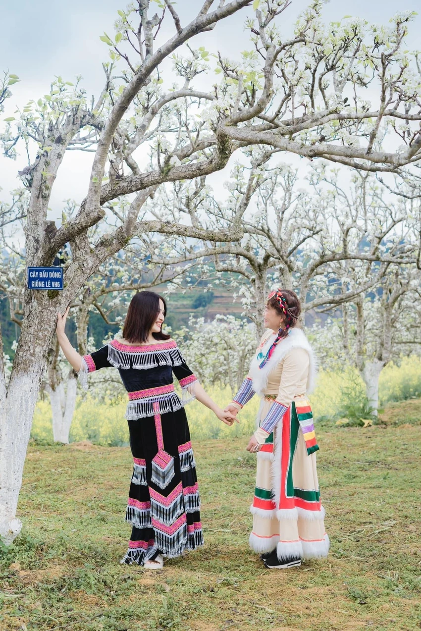 Du khách hóa thành thiếu nữ dân tộc H’Mông bên những cây hoa lê đua nhau khoe sắc. Ảnh: THU HIỀN. Du khách hóa thành thiếu nữ dân tộc H’Mông bên những cây hoa lê đua nhau khoe sắc. Ảnh: THU HIỀN.