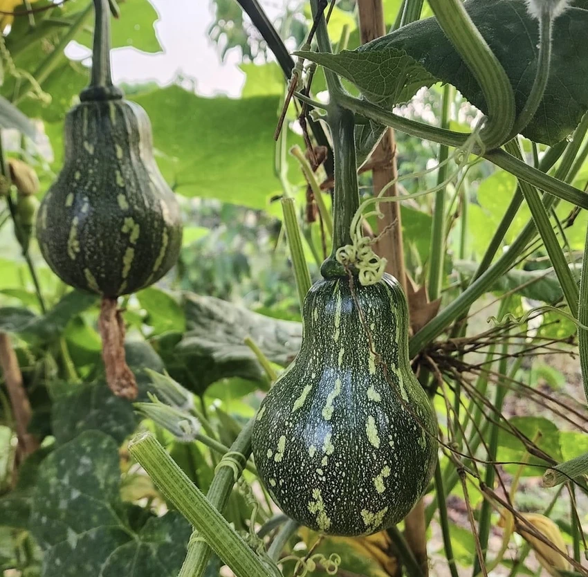 Quả bí ngòi cũng có chứa hàm lượng nước tới 95%. Ảnh: PHƯƠNG LÊ.