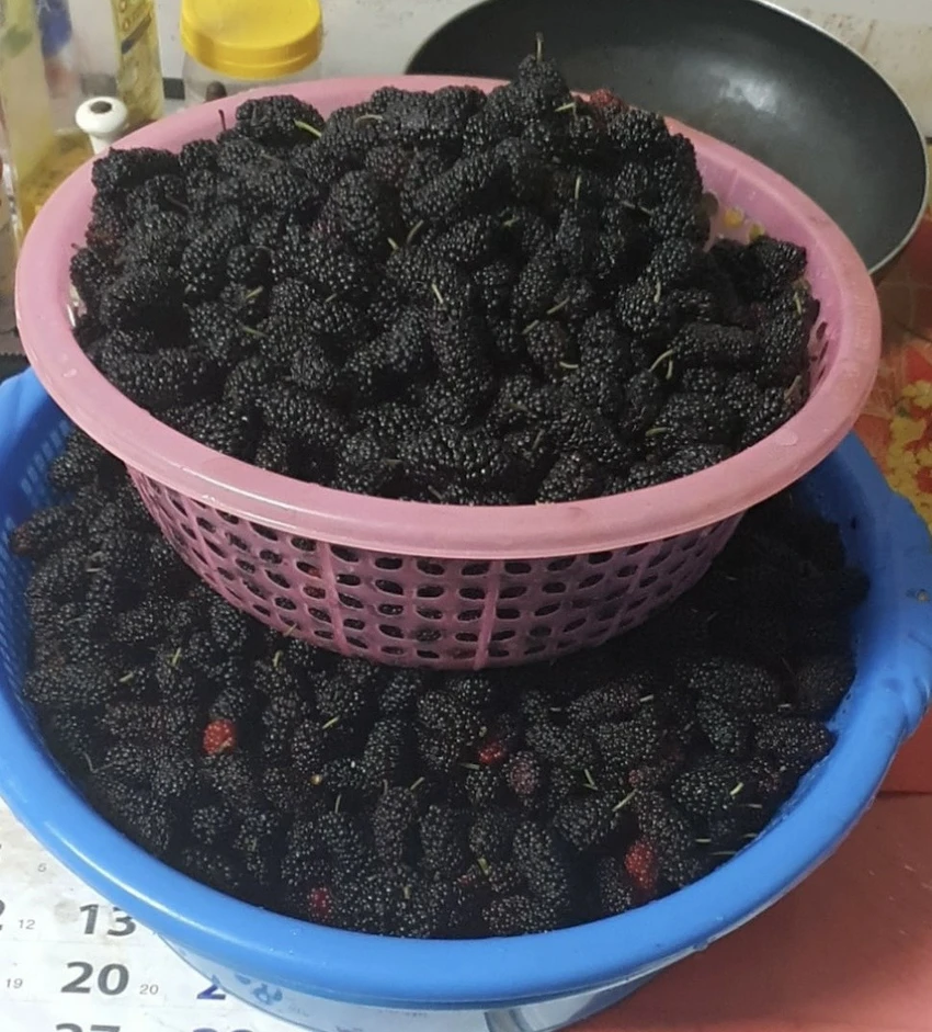 Dâu tằm chứa nhiều chất dinh dưỡng như sắt, vitamin C, vitamin K, kali và canxi, tất cả đều quan trọng đối với sức khỏe và tinh thần. Ảnh: PHƯƠNG LÊ. Dâu tằm chứa nhiều chất dinh dưỡng như sắt, vitamin C, vitamin K, kali và canxi, tất cả đều quan trọng đối với sức khỏe và tinh thần. Ảnh: PHƯƠNG LÊ.