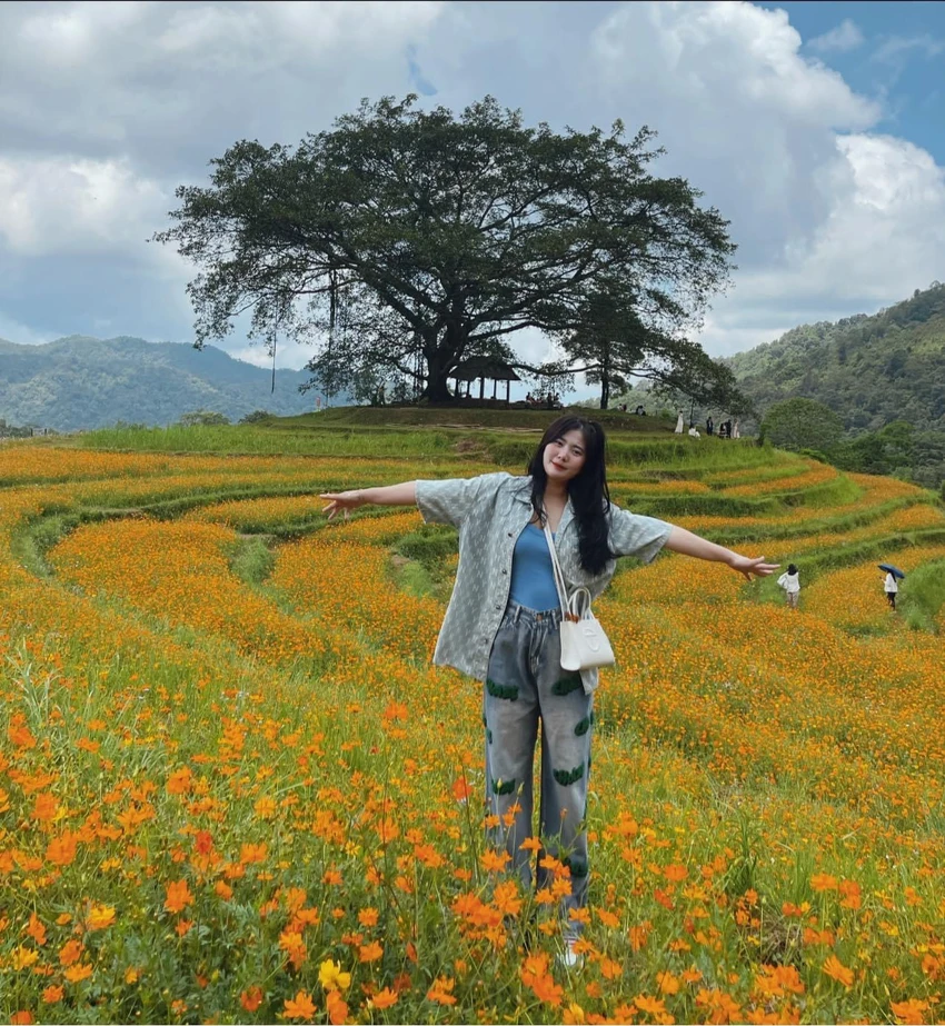 Sắc vàng của hoa đan xen với sắc xanh của lá và cỏ tạo nên một bức tranh tuyệt đẹp. Ảnh: Lili Phạm. Sắc vàng của hoa đan xen với sắc xanh của lá và cỏ tạo nên một bức tranh tuyệt đẹp. Ảnh: Lili Phạm.