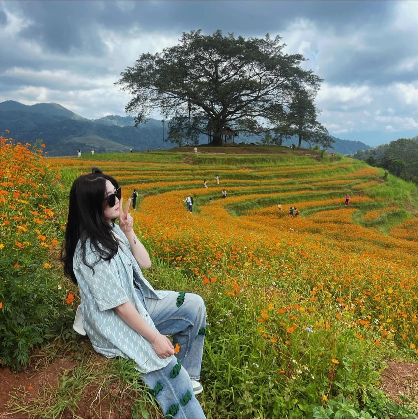 Hoa được trồng trên những thửa ruộng bậc thang. Ảnh: Lili Phạm. Hoa được trồng trên những thửa ruộng bậc thang. Ảnh: Lili Phạm.