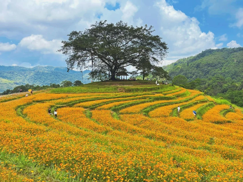 Vẻ đẹp thơ mộng của đồi hoa tại xóm Mừng thu hút du khách đến chụp ảnh. Ảnh: Lili Phạm. Vẻ đẹp thơ mộng của đồi hoa tại xóm Mừng thu hút du khách đến chụp ảnh. Ảnh: Lili Phạm.
