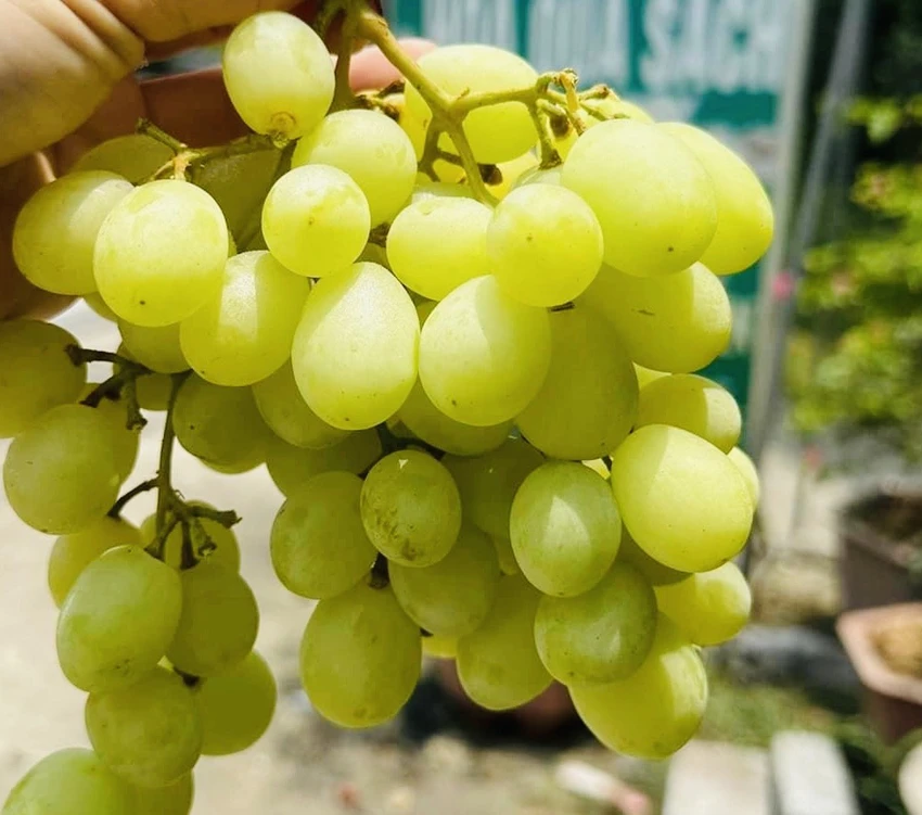 Loại nước ép này có thể giảm cholesterol vì nó giàu chất chống oxy hóa có thể giúp kiểm soát vấn đề này. Ảnh: PHƯƠNG LÊ. Loại nước ép này có thể giảm cholesterol vì nó giàu chất chống oxy hóa có thể giúp kiểm soát vấn đề này. Ảnh: PHƯƠNG LÊ.