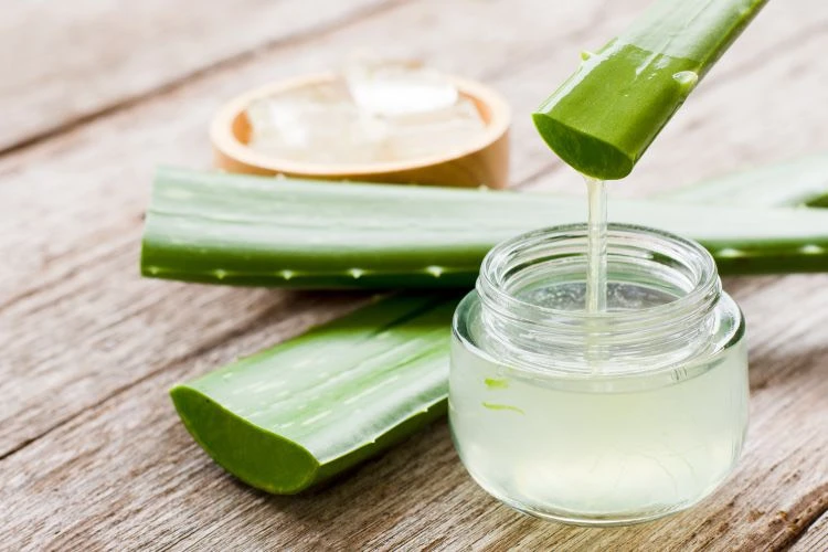 Uống nước ép lô hội có thể giúp kiểm soát lượng đường trong máu. Ảnh: HEALTH. Uống nước ép lô hội có thể giúp kiểm soát lượng đường trong máu. Ảnh: HEALTH.
