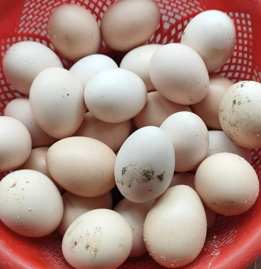 Ăn trứng có thể giúp bảo vệ chống lại bệnh loãng xương.jpg