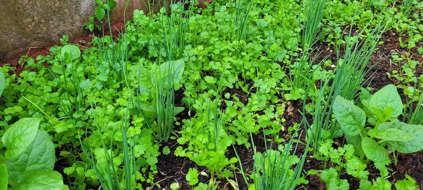 Một số loại thảo mộc thân thiện với mùa hè giúp cơ thể mát mẻ.jpg