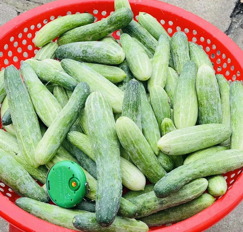dưa chuột.jpg