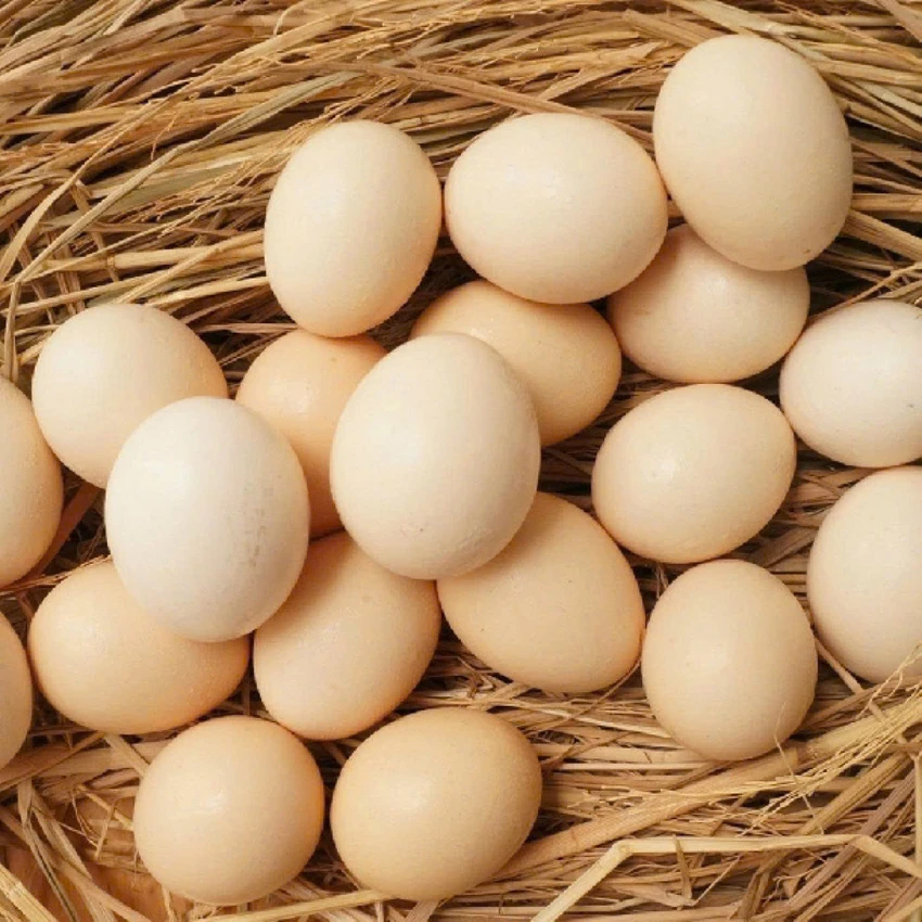 Có nên bảo quản trứng trong tủ lạnh hay không? Cách bảo quản trứng đúng cách.jpg