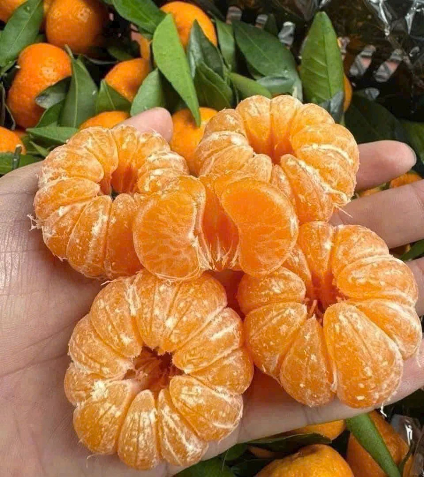 flavonoid-1.jpg