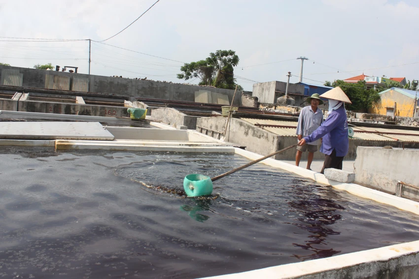 Phải đem chượp đi phơi nắng, thỉnh thoảng đánh đảo đều cho ngấu. Phải đem chượp đi phơi nắng, thỉnh thoảng đánh đảo đều cho ngấu.