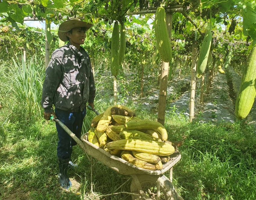 Công nhân thu hoạch những quả mướp đã cho đủ độ xơ đạt tiêu chuẩn. Ảnh LÊ ĐỒNG Công nhân thu hoạch những quả mướp đã cho đủ độ xơ đạt tiêu chuẩn. Ảnh LÊ ĐỒNG