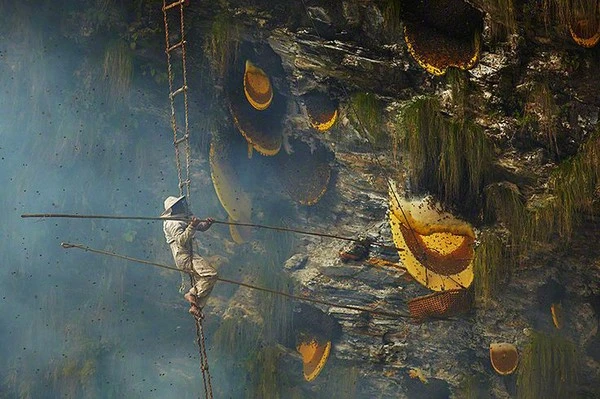 Cách lấy mật ong nguy hiểm nhất thế giới ảnh 15