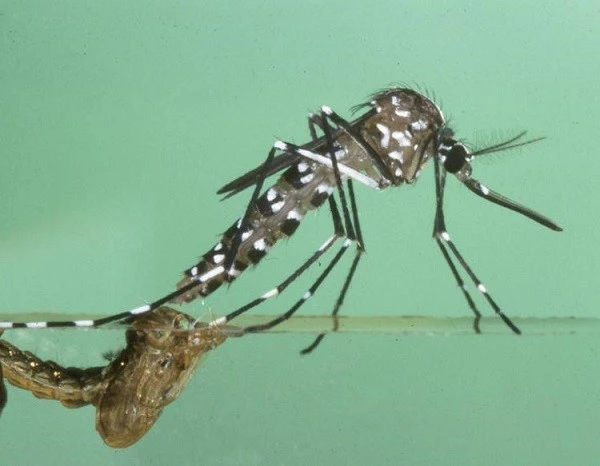 Trái đất nóng lên làm nhiều virus giết người sống lại ảnh 8
