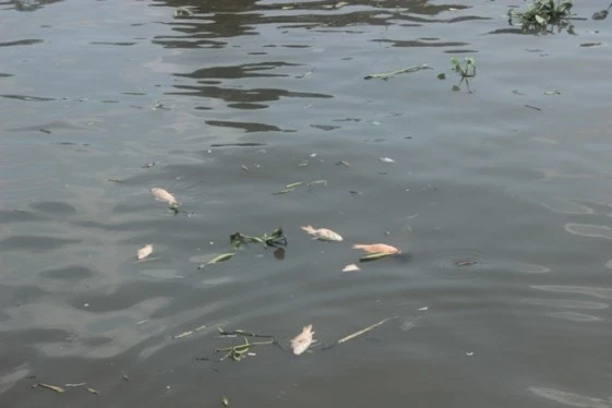 Cá chết nổi nhiều ngày bắt đầu phân hủy Cá chết nổi nhiều ngày bắt đầu phân hủy