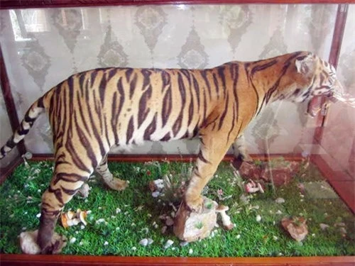 Tiêu bản hổ Đông Dương (Panthera tigris) Tiêu bản hổ Đông Dương (Panthera tigris)