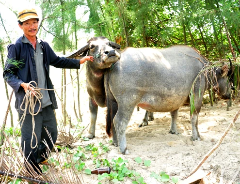 Xuất phát từ nhu cầu du lịch"một ngày làm nông dân" ở phố cổ Hội An, năm 2010, ông Lê Viết Nhiên ở phường Cẩm Châuđầu tư phát triển đàn trâu lên đến 12 convừa phục vụ sản xuất nông nghiệp vừa đáp ứng nhu cầu trải nghiệmđồng quê cho du khách nước ngoài. "Nhờ nuôi trâu làm du lịch,gia đình tôi có thêm khoản thu nhập khoảng 80 triệu đồng mỗi năm. Khách du lịch đến Hội An muốn trải nghiệm tour này ngày càng đông nênhiện có 5 hộ dân ở phường của tôinuôi trâu (mỗi hộ nuôi trung bình 5 con) để làm du lịch", ông Nhiên nói. 18-4-Anh-1-Nuoi-trau-lam-du-li-5774-6953