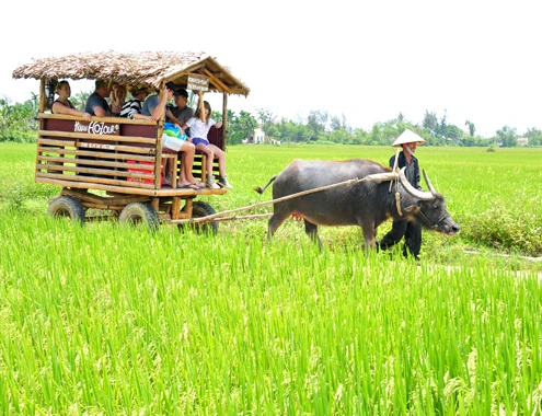 Nắm bắt được nhu cầu của du khách thích trải nghiệm, tìm hiểu văn hóa lúa nước Việt Nam, năm 2010, anh Trần Văn Khoa, Giám đốc Công ty Lữ hành Khoa Trần Hội An ECOTOUR đã đầu tư 340 triệu đồng đầu tư xe trâu bằng tre, cùngmột số trạm nghỉ chân dân dãở xã Cẩm Thanh; hỗ trợ,khuyến khích bà con nông dân nuôi trâu làm du lịch phát triển kinh tế gia đình. 18-4-Anh-3-Nuoi-trau-lam-du-li-1664-9688