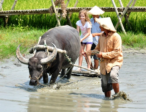 Một em bé người Australia thích thú cầm đuôi trâu bừa ruộng trên cánh đồng ở xã Cẩm Thanh. " Tôi thật sự ấn tượng với tour du lịch trải nghiệm đồng quê với loài trâuởphố cổ Hội An. Đến với tour du lịch này, chúng tôi phần nào hiểu được văn hóa lúa nước mộc mạc mà độc đáo của Việt Nam. Trở về nước, tôi sẽ giới thiệu câu chuyện thú vị này với người thân, bạn bè",bà Jess Stanaway (du khách Australia) chia sẻ. 18-4-Anh-9-Nuoi-trau-lam-du-li-8886-8432