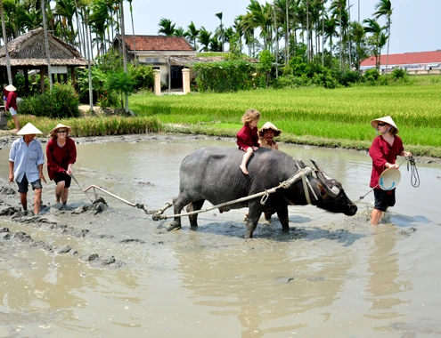 Không chỉ ngồi trên xe trâu ngắm đồng lúa yên bình, nhiều du khách còn thích thú "vào vai" nông dân bì bõm trong bùn lầycày ruộng. 18-4-Anh-9-Nuoi-trau-lam-du-li-9300-4200
