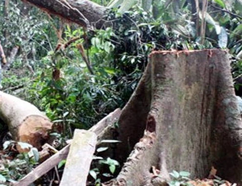 Rừng phòng hộ các tỉnh miền Trung bị tàn phá vì tình trạng người dân khai thác theo kiểu "triệt hạ" cây ươi cổ thụ.Ảnh:Q. Nhật. 2-7-Anh-1-Chet-vi-uoi-5376-1404288125.jp