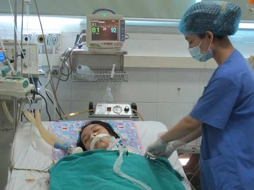 Hai người lớn bị nguy kịch vì viêm não Nhật Bản ảnh 1 - 1