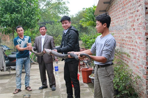 Đi tìm 'khắc tinh' của bệnh xương khớp ảnh 2 Trại rắn Vĩnh Sơn – nguồn cung cấp Rắn hổ mang quý đạt chuẩn tại Việt Nam